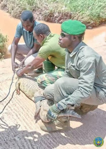 Ouagadougou&nbsp;: Un crocodile du Nil capturé et réinséré par les Eaux et Forêts