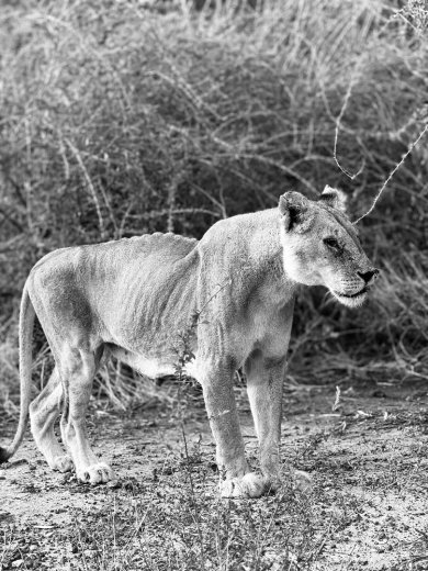Sanctuaire animalier de Ziniaré&nbsp;: Dona, la doyenne des lionnes est morte 