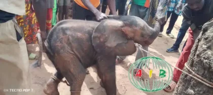 Province des Balé : Un éléphanteau retrouvé à Yaho et mis en sécurité