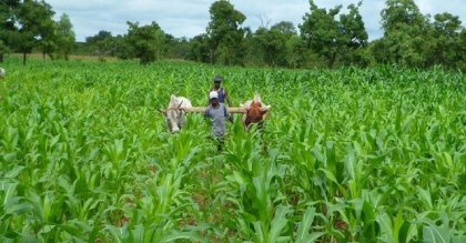 Burkina/ Rétro agriculture : D’une production céréalière record de plus de 7 millions de tonnes à la mise en œuvre d’une stratégie offensive, 2025 une année faste