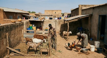 Bobo-Dioulasso : L’élevage dans les concessions, une réalité urbaine désormais dans le viseur de la mairie