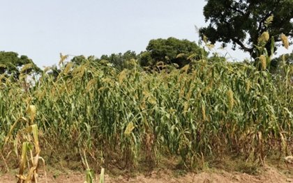 Boromo&nbsp;: AGRODIA présente ses semences à haut rendement et promeut la souveraineté alimentaire