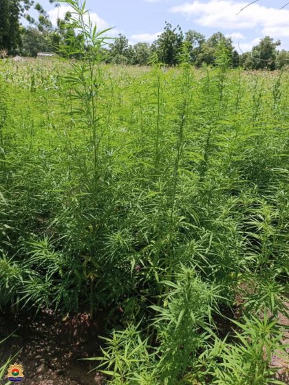 Burkina : La Gendarmerie nationale met la main sur un réseau de cultivateurs et revendeurs locaux de chanvre indien à Guiaro