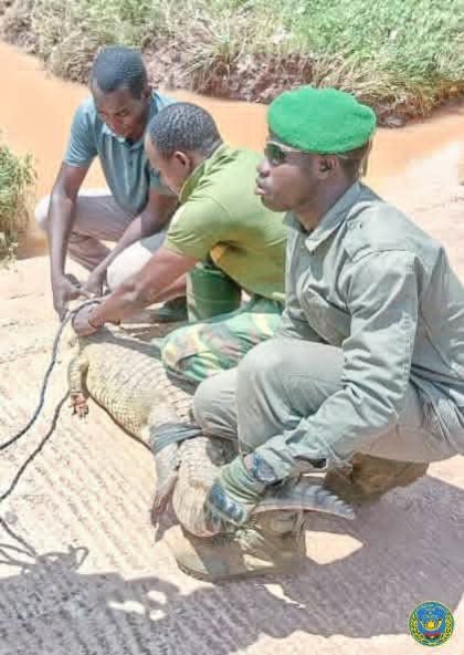 Ouagadougou&nbsp;: Un crocodile du Nil capturé et réinséré par les Eaux et Forêts