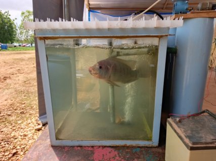 Système de pisciculture hors sol et à circuit fermé : L’innovation burkinabè qui bouscule les codes de l’élevage du poisson