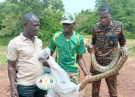 Gourcy : Un python de près de cinq mètres découvert dans une concession