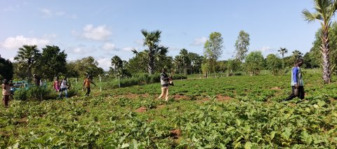 Toussiana launches a 1.5-hectare green belt to protect a dam and water resources