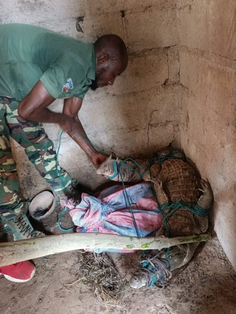 Burkina Faso: Crocodile Captured in Fada N'Gourma by Forest Agents