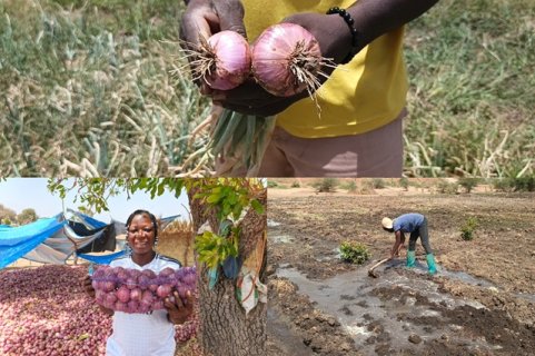 Entrepreneuriat agricole&nbsp;: Des amphithéâtres aux champs à Bagré, des étudiants font pousser des oignons ainsi que plusieurs autres spéculations