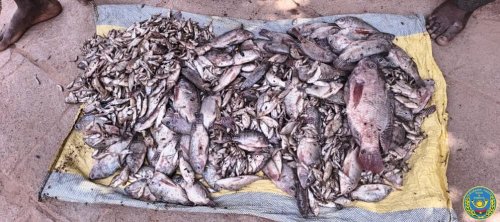 Burkina/Pêche illicite : cinq personnes interpellées lors d'une opération de contrôle au barrage de Loumbila 2 whatsapp image 2026 06 29 at 08.21 58 1 f8da2