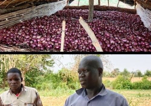 Région des Koulsé : Sous l'impulsion du PCRSS-Burkina, l'agriculture renforce la résilience et rallume l'espoir 15 15.jpg fc70b