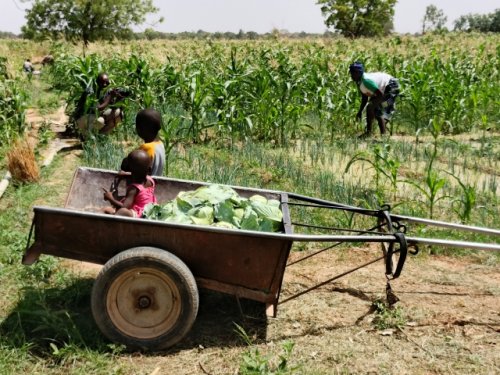 Région des Koulsé : Sous l'impulsion du PCRSS-Burkina, l'agriculture renforce la résilience et rallume l'espoir 10 10 2.jpg 249df