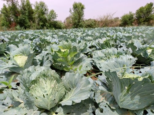 Région des Koulsé : Sous l'impulsion du PCRSS-Burkina, l'agriculture renforce la résilience et rallume l'espoir 13 13.jpg 5070a