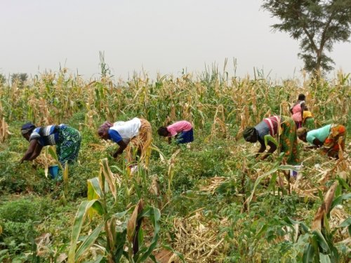 Région des Koulsé : Sous l'impulsion du PCRSS-Burkina, l'agriculture renforce la résilience et rallume l'espoir 4 4 16.jpg 10201