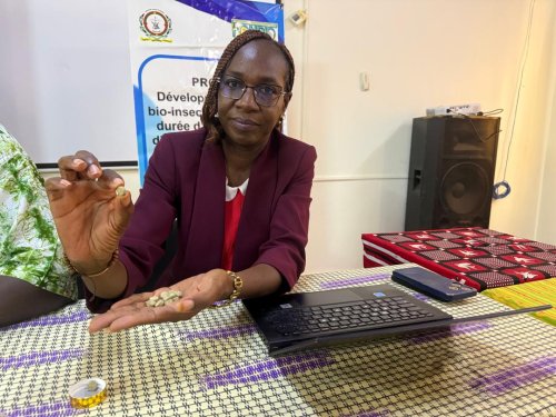 Burkina/Santé : Un projet de bio-insecticide contre les vecteurs du paludisme...