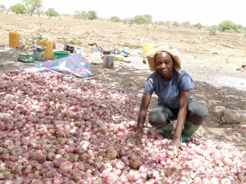 Entrepreneuriat agricole : Des amphithéâtres aux champs à Bagré, des étudiants font pousser des oignons ainsi que plusieurs autres spéculations 2 photo 1 136 3489b