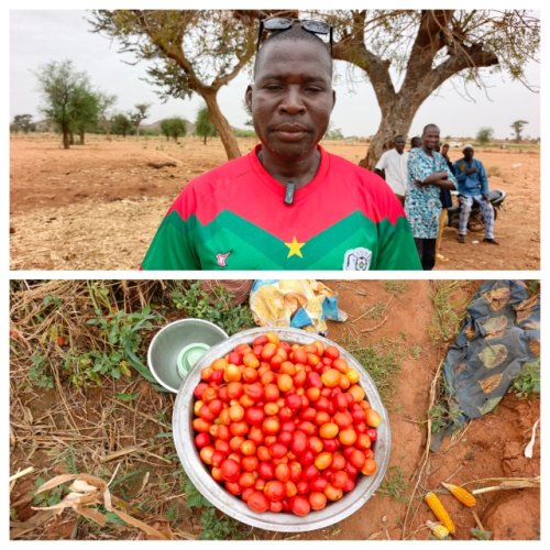 Région des Koulsé : Sous l'impulsion du PCRSS-Burkina, l'agriculture renforce la résilience et rallume l'espoir 6 6 9.jpg 97f06