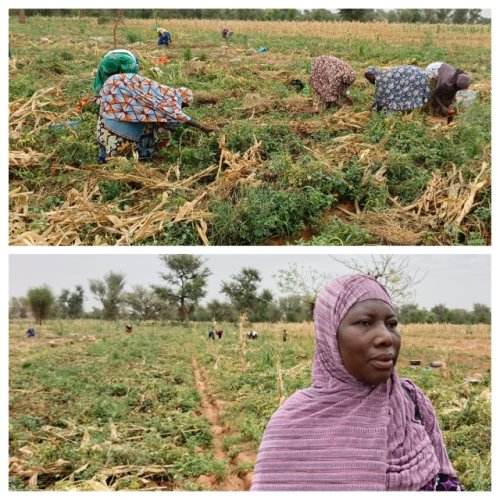 Région des Koulsé : Sous l'impulsion du PCRSS-Burkina, l'agriculture renforce la résilience et rallume l'espoir 8 8 5.jpg a4325