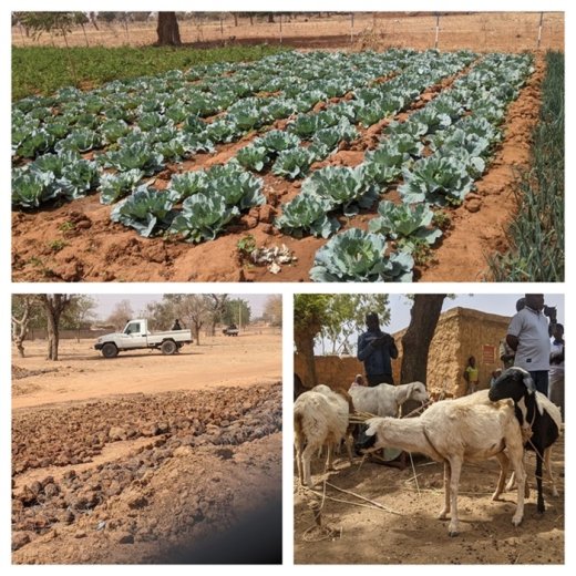 Burkina/Offensive agro-sylvo-pastorale : La FAO engagée aux côtés du gouvernement pour l’autosuffisance alimentaire