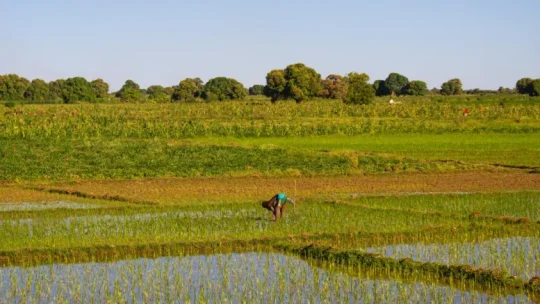 Suspension de l’importation du riz&nbsp;: Entre promotion du local et inquiétudes des consommateurs, la filière rassure 