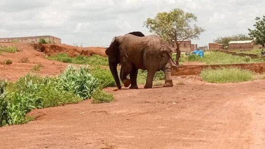 Burkina&nbsp;: Le ministre de la sécurité alerte sur des mouvements d’éléphants, notamment sur les axes Ouaga-Bobo et Ouaga-Pô 