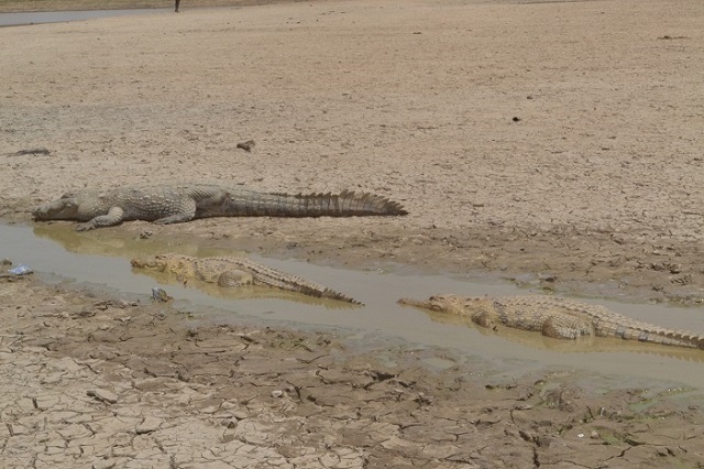Bazoulé&nbsp;: Il faut sauver la mare aux crocodiles sacrés 