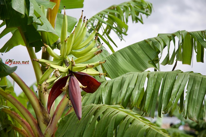 Production de bananes&nbsp;: «&nbsp;On peut tout réussir avec de la volonté et de l’accompagnement&nbsp;», martèle Sylvie Sama