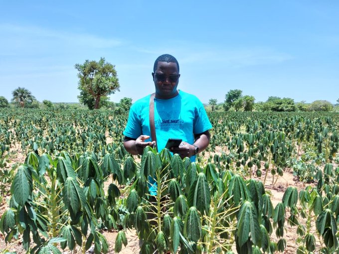 Burkina /Agriculture&nbsp;: Le manioc, une filière oubliée qui veut devenir un moteur de souveraineté alimentaire et un créateur d’emplois